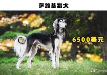 最贵的狗(盘点世界上最昂贵的10种狗狗)